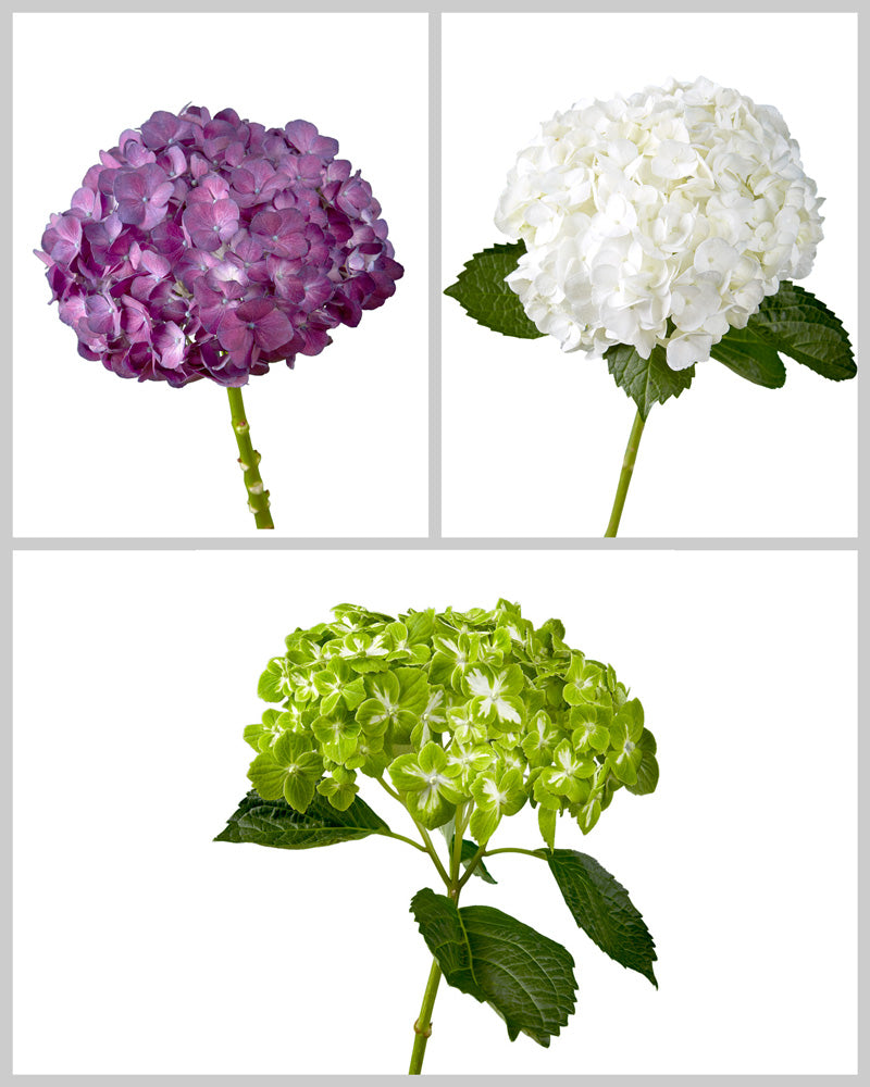 Select Hydrangea Assorted Box #961