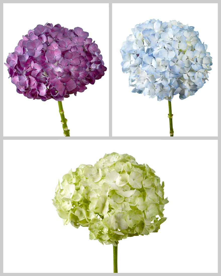 Super Select Hydrangea Assorted Box #962 Mother's Day