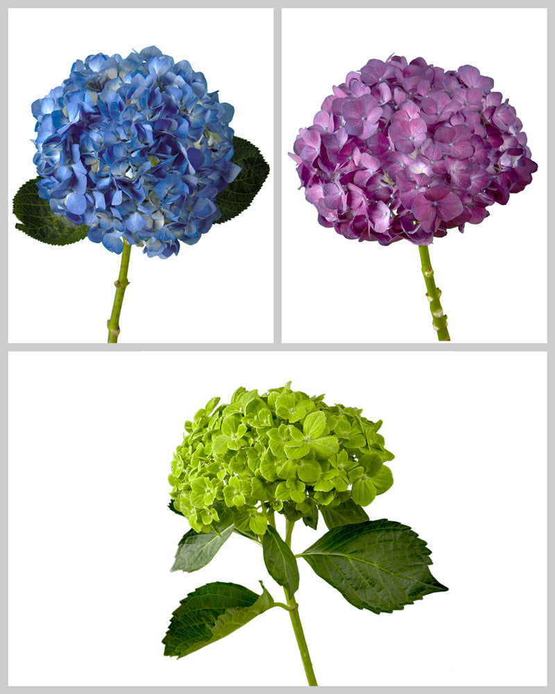 Select Hydrangea Assorted Box #963