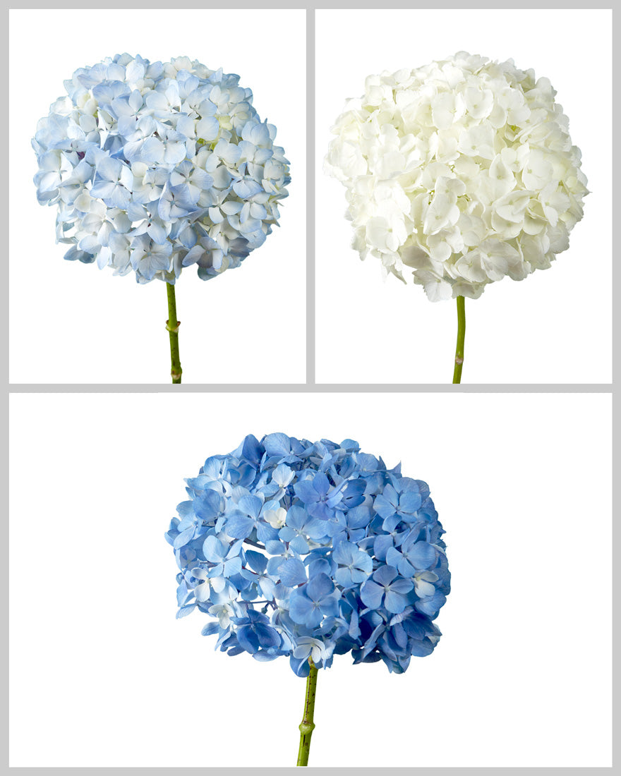 Blue and White Hydrangea Box