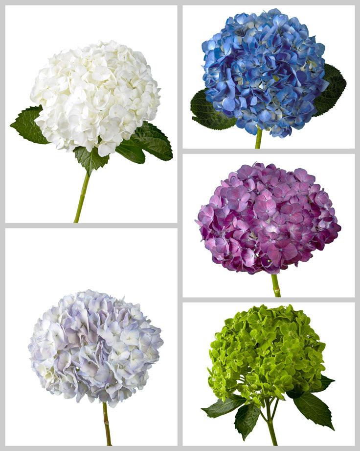 Select Hydrangea Assorted Box #965