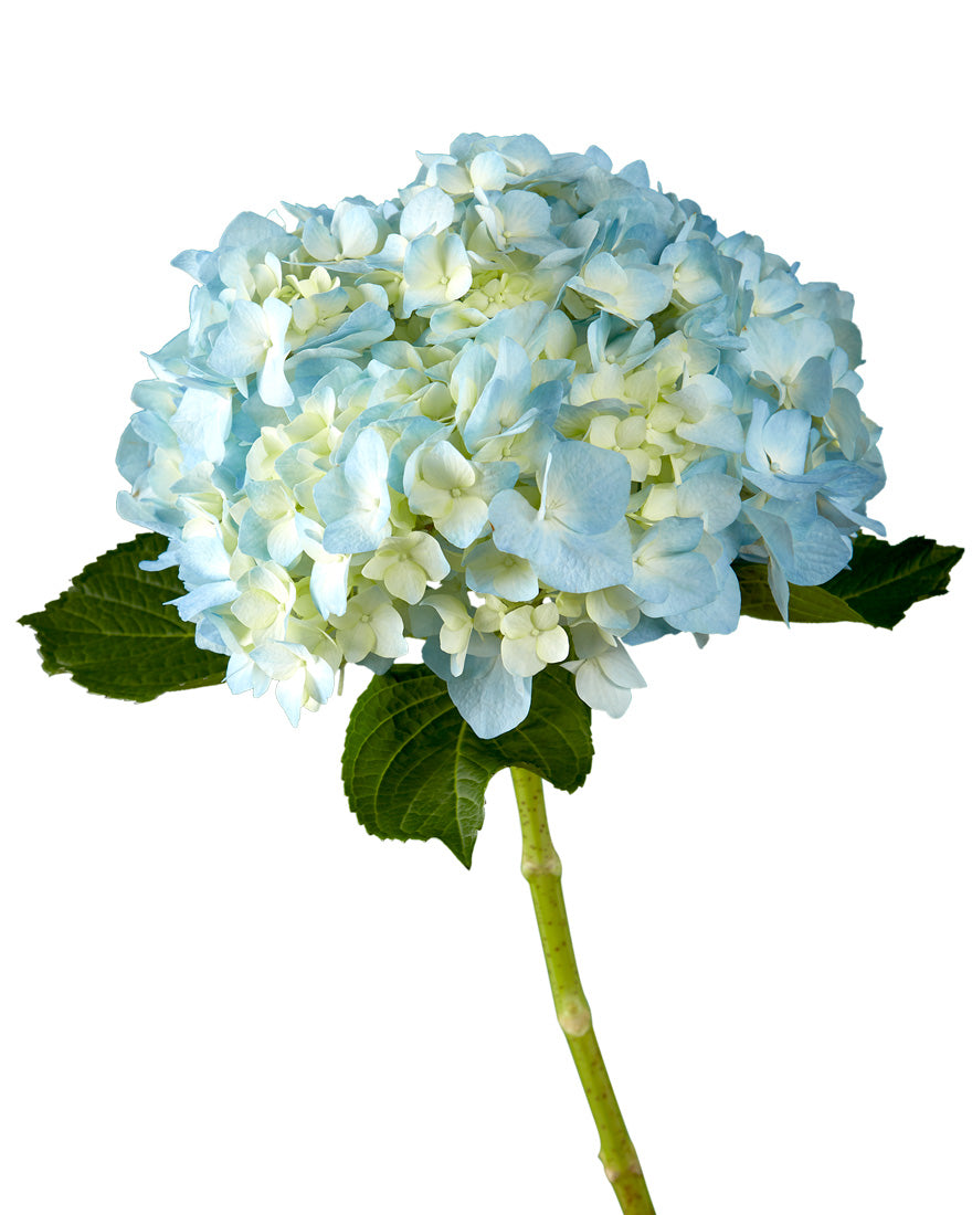 Select Bogotana Blue Hydrangea