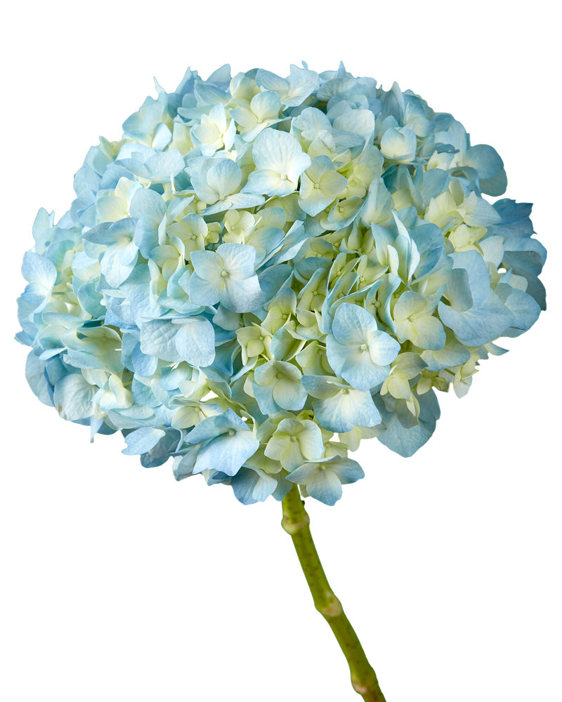 Select Bogotana Blue Hydrangea