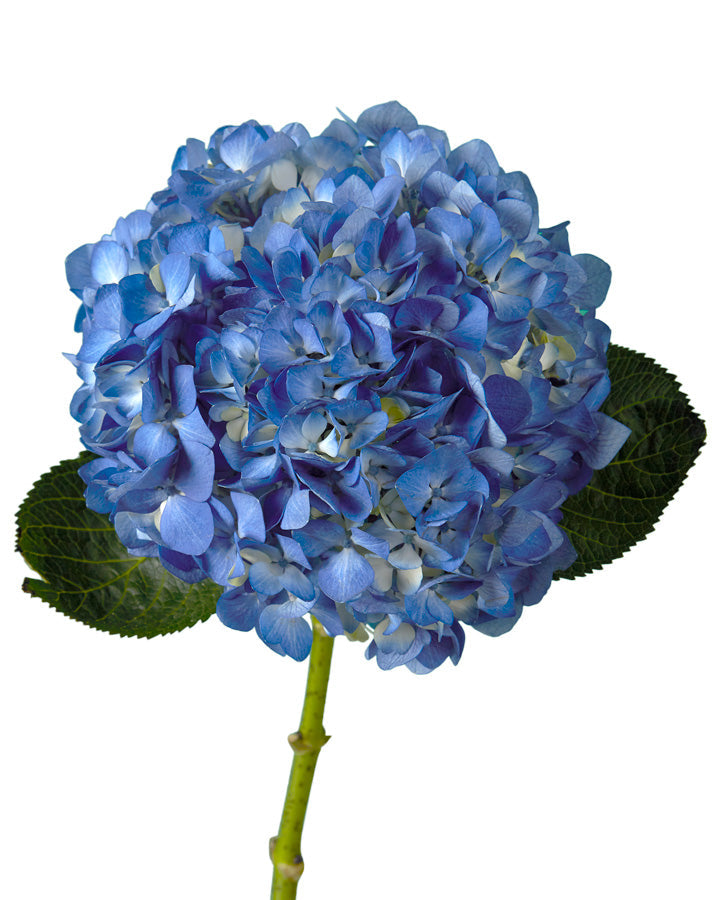 Super Select Elite Blueberry Hydrangea Mother's Day