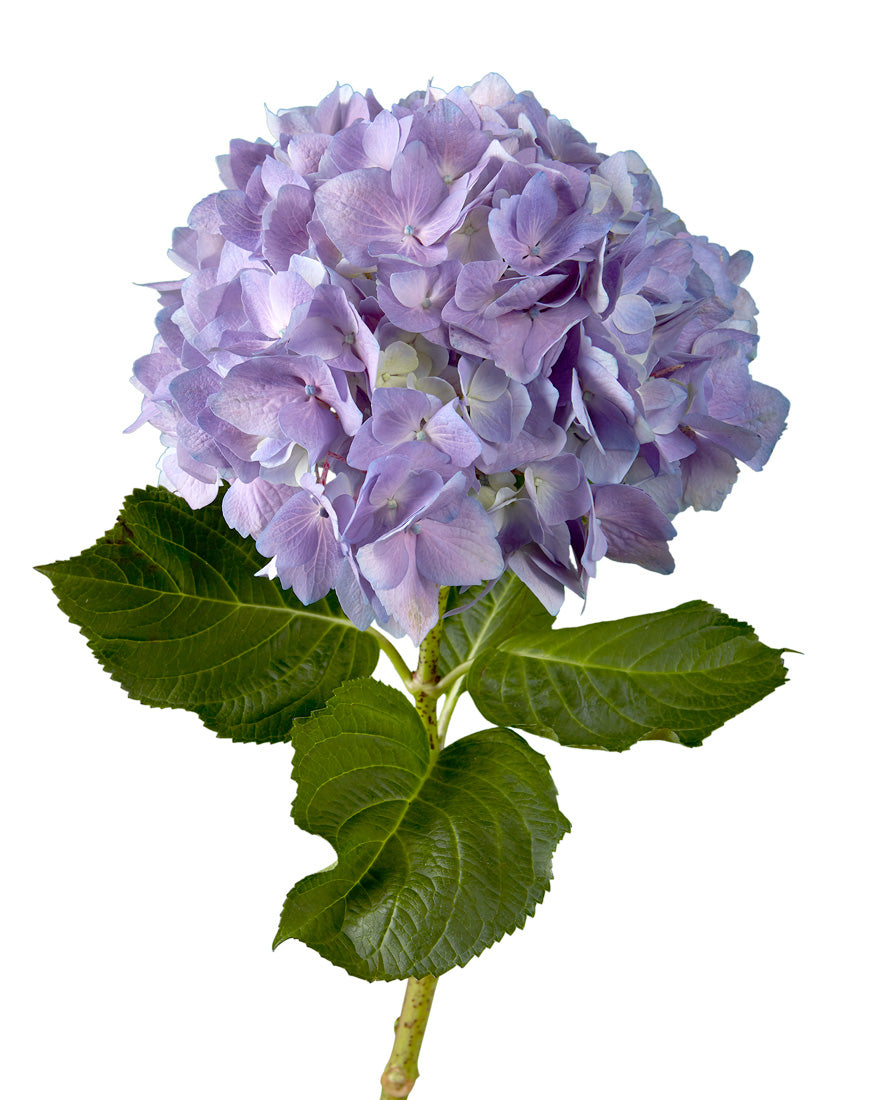 Select Elite Lavender Hydrangea