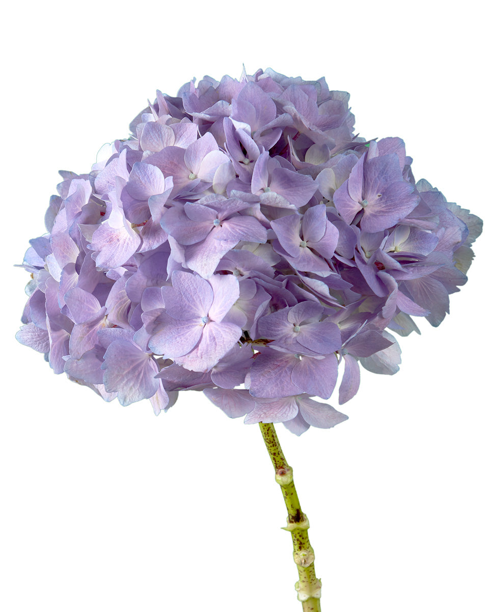 Select Elite Lavender Hydrangea