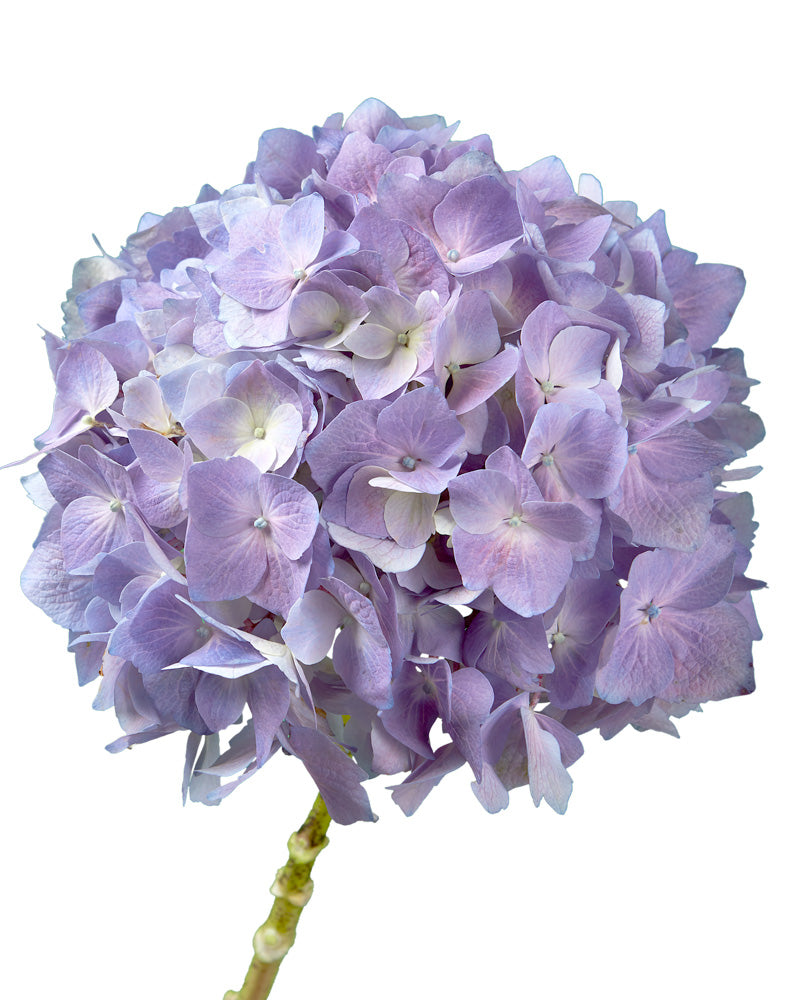 Select Elite Lavender Hydrangea