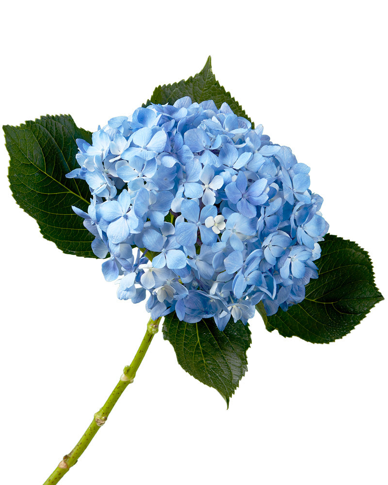 Select Elite Shocking Blue Hydrangea - Petaljet