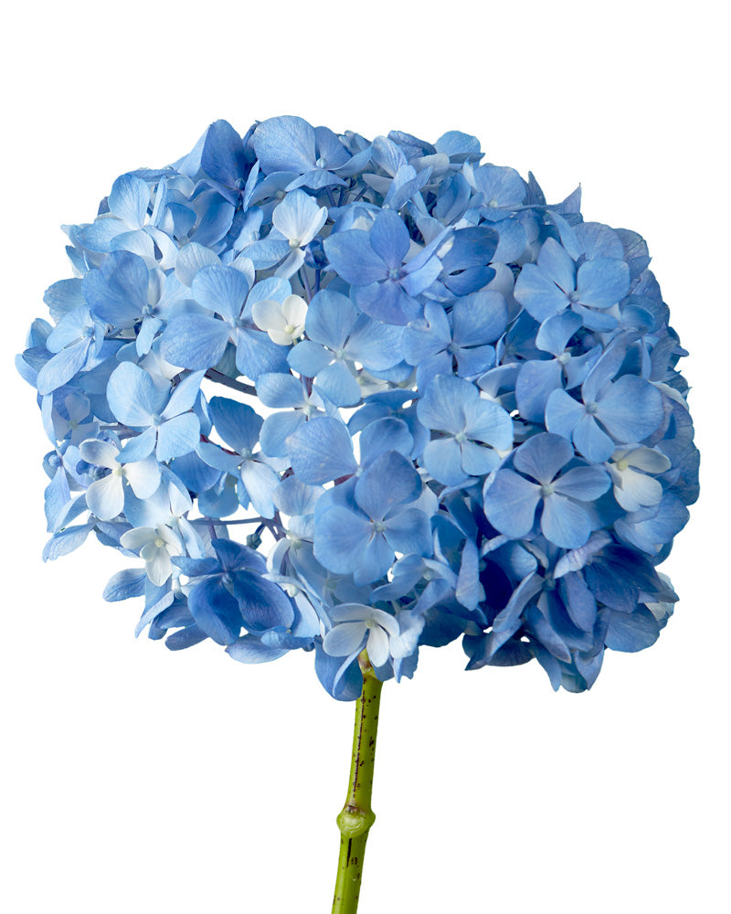 Select Elite Shocking Blue Hydrangea