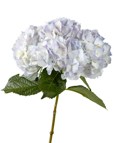 Super Select Soft Lilac Hydrangea Mother's Day