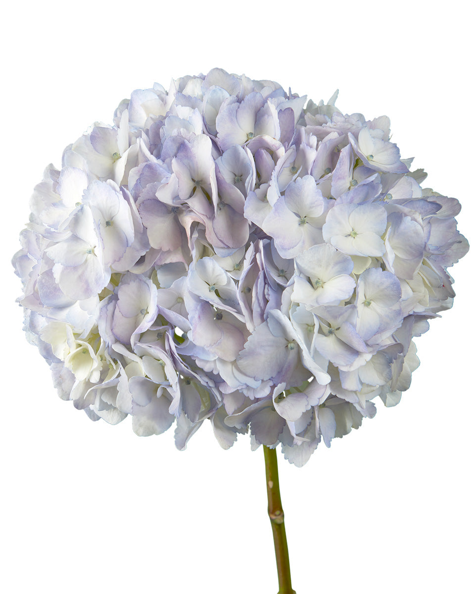 Select Soft Lilac Hydrangea