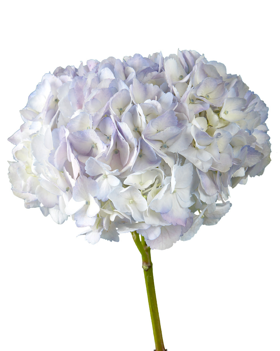 Select Soft Lilac Hydrangea