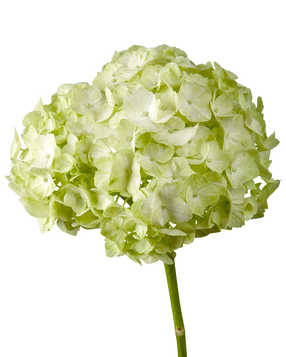 Super Select Sage Green Hydrangea Mother's Day