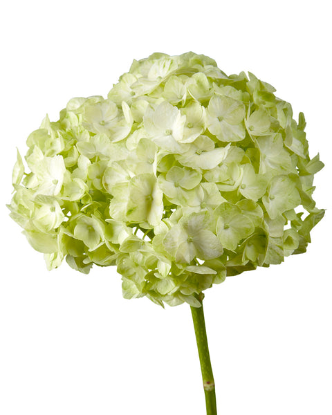 Hydrangea4937　1202 hydrangea-sage-green-select-