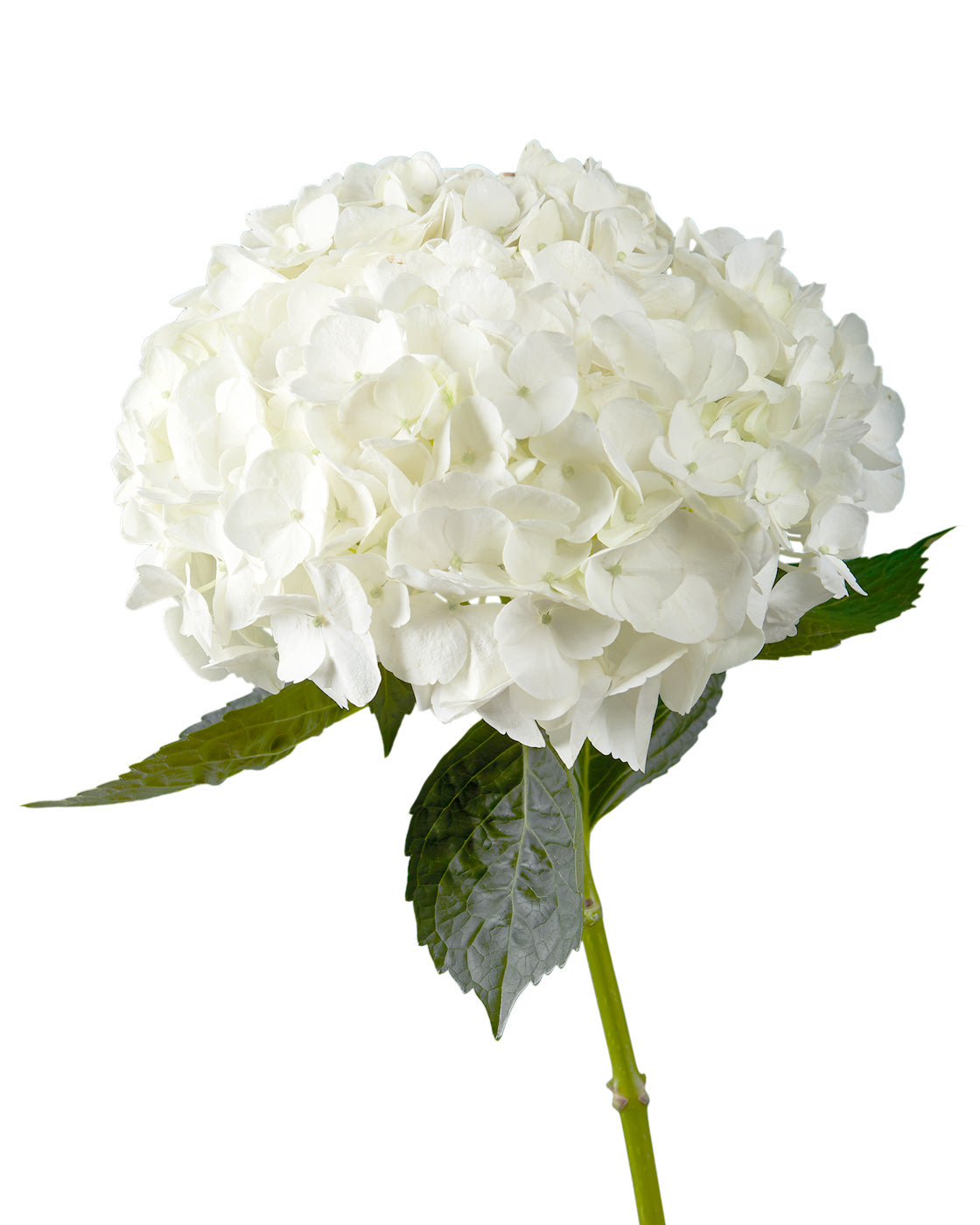 Premium White Hydrangea