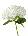 Premium White Hydrangea