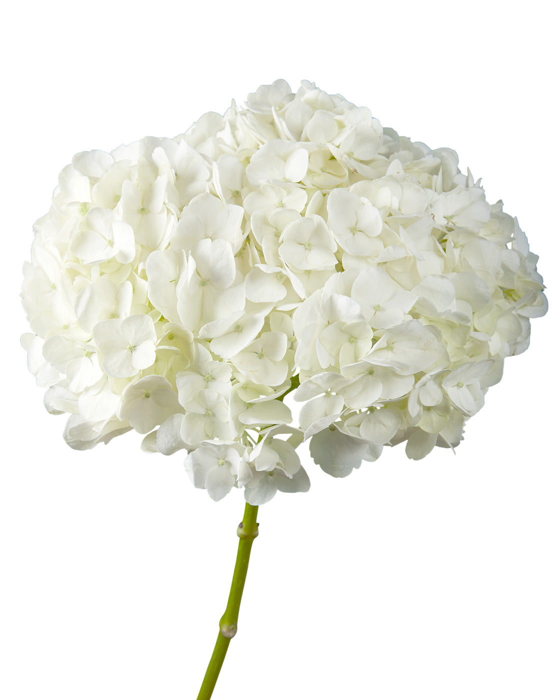 Premium White Hydrangea