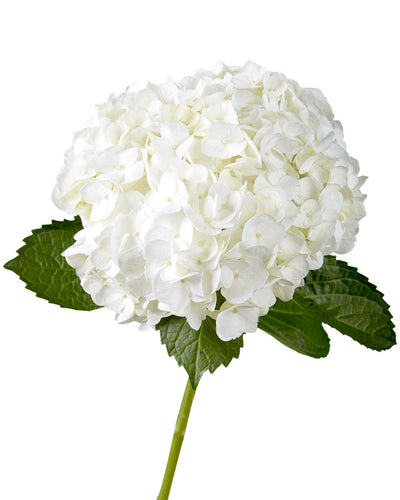 Super Select White Hydrangea Mother's Day