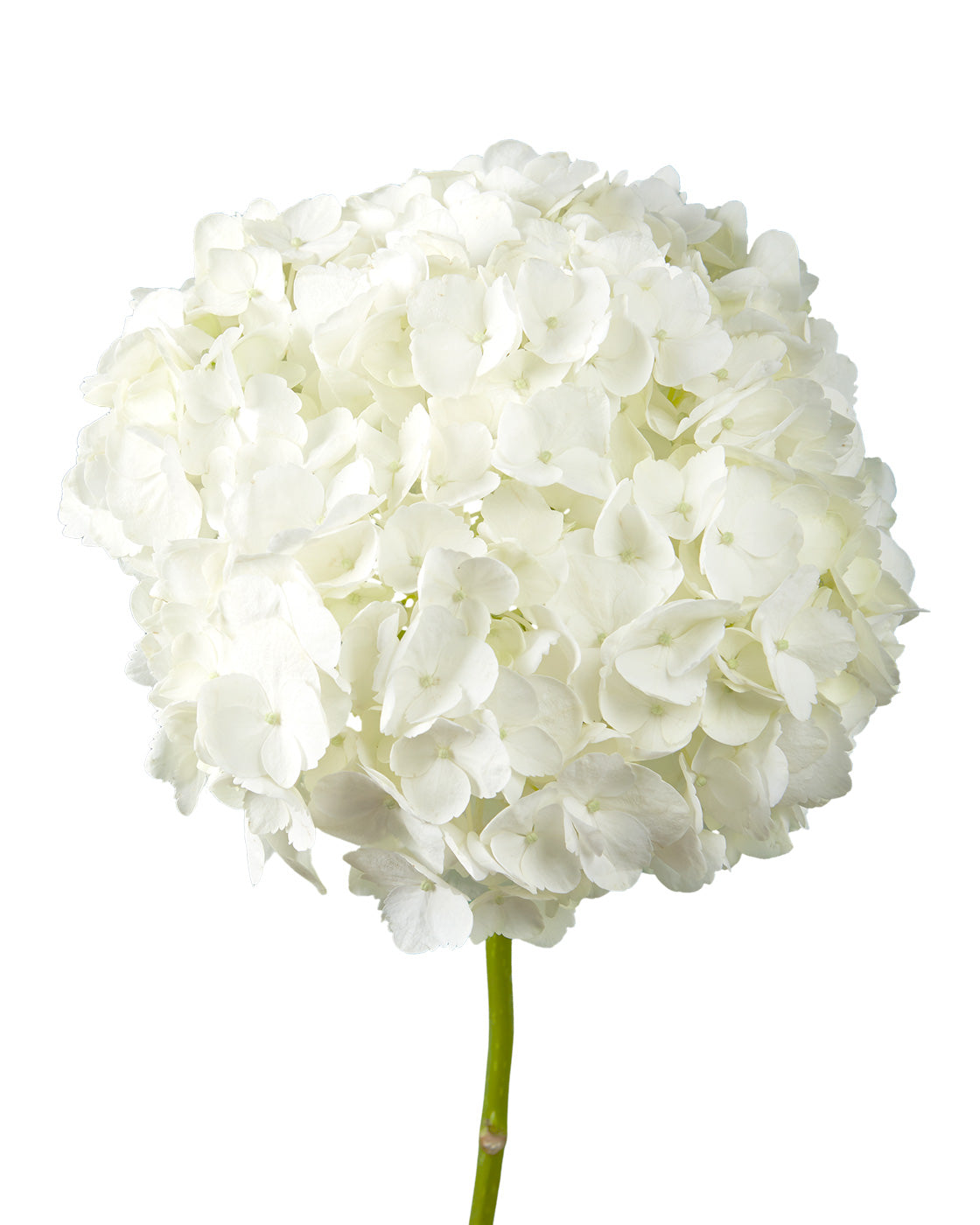 Super Select White Hydrangea Mother's Day