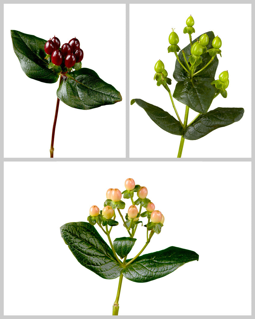 Romance Hypericum Assorted Box #106