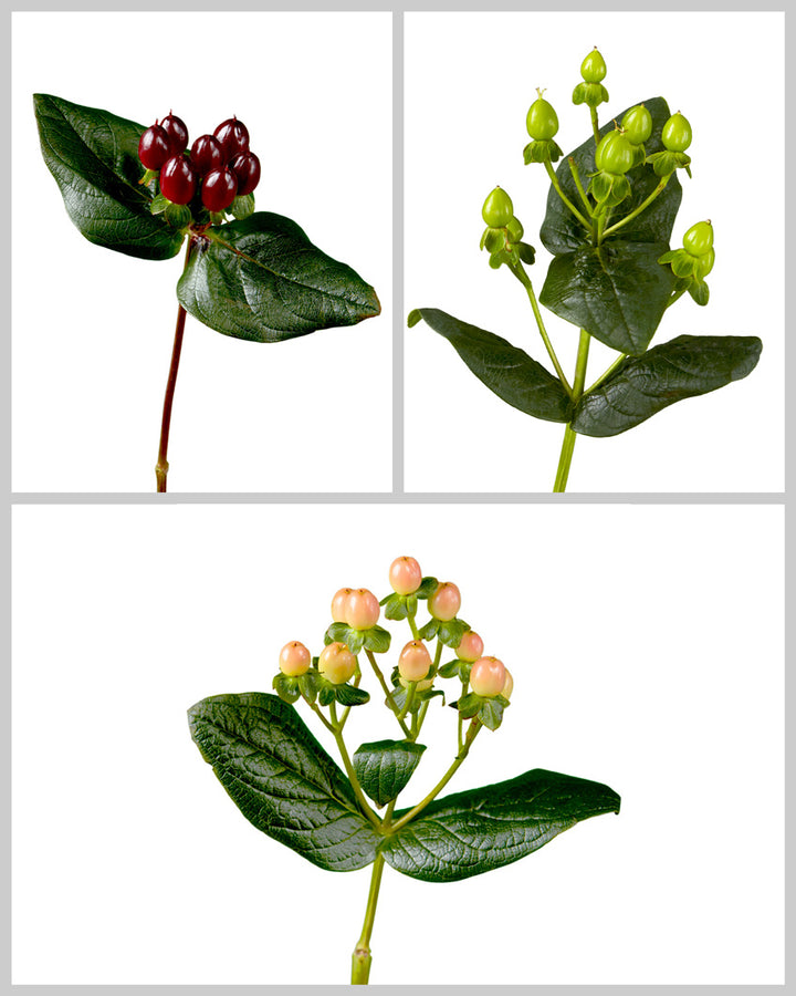 Romance Hypericum Assorted Box #106