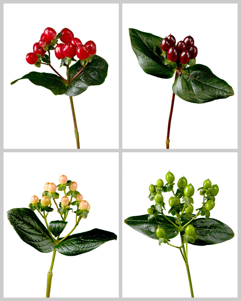 Romance Hypericum Assorted Box #111