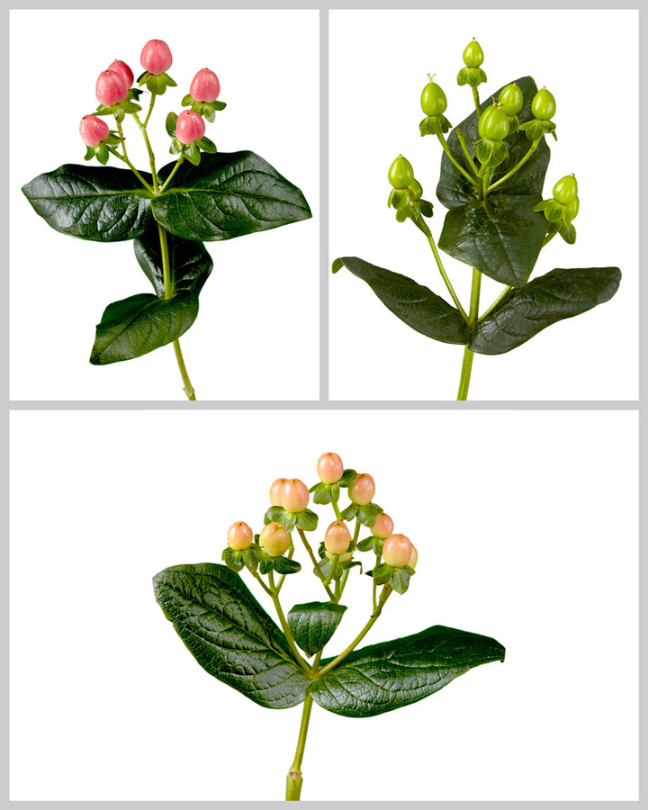 Romance Hypericum Assorted Box #104 Mother's Day