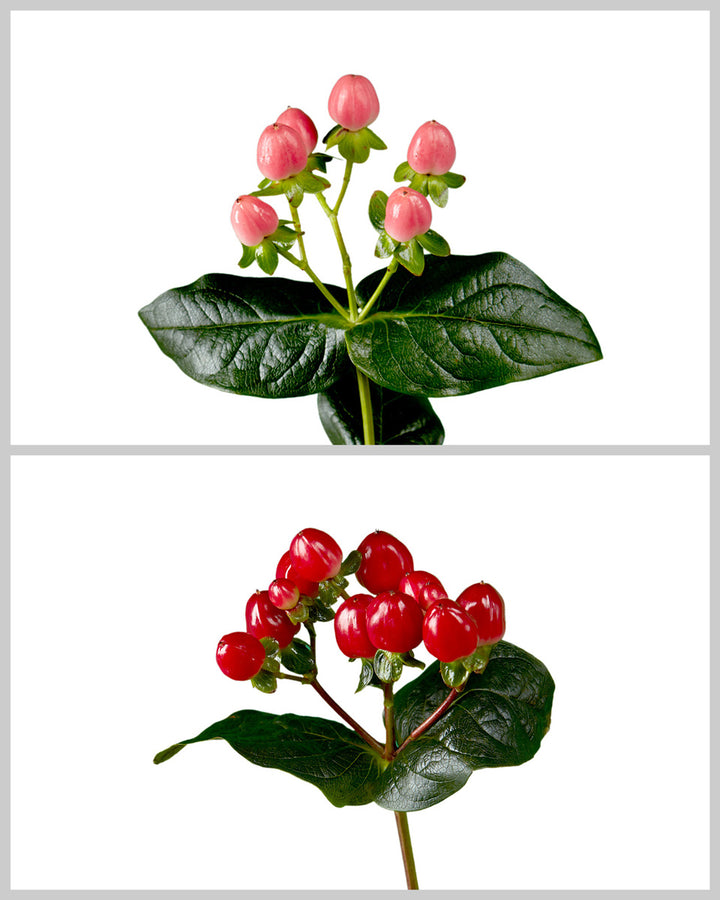 Romance Hypericum Assorted Box Valentine's Day