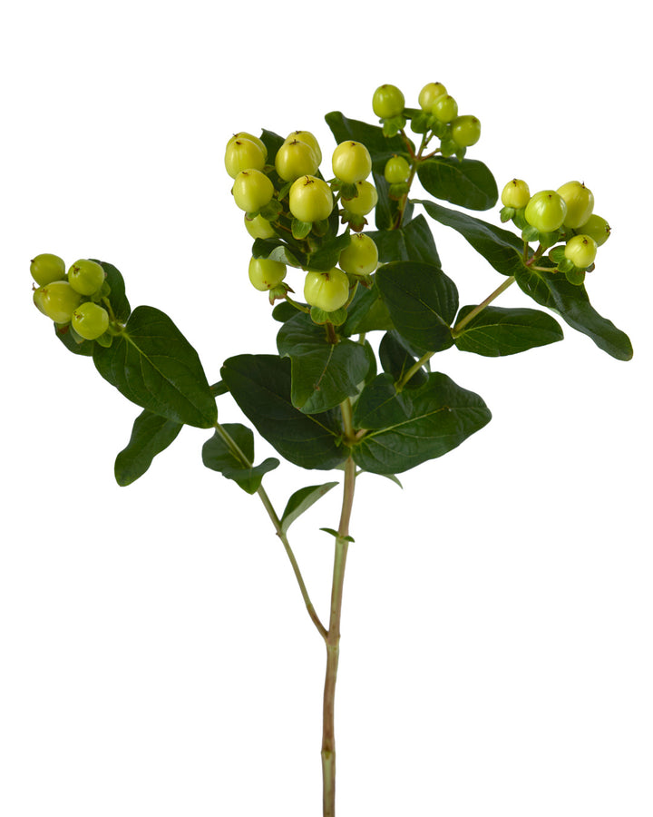 Smiley Romance Green Hypericum Spray