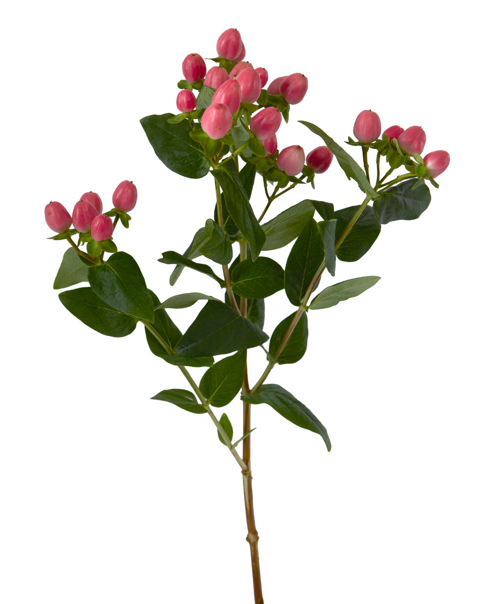 Sweet Romance Pink Hypericum Spray