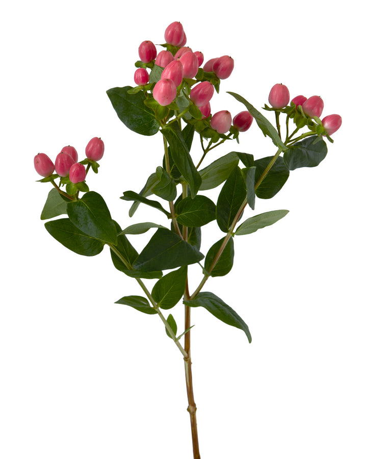 Sweet Romance Pink Hypericum Spray