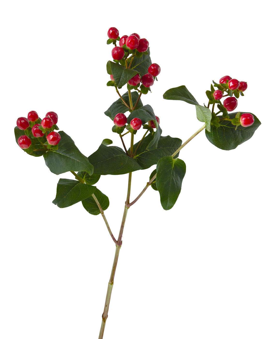 True Romance Red Hypericum Spray