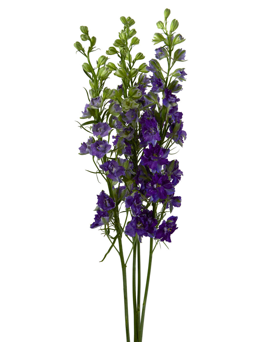 Purple Larkspur