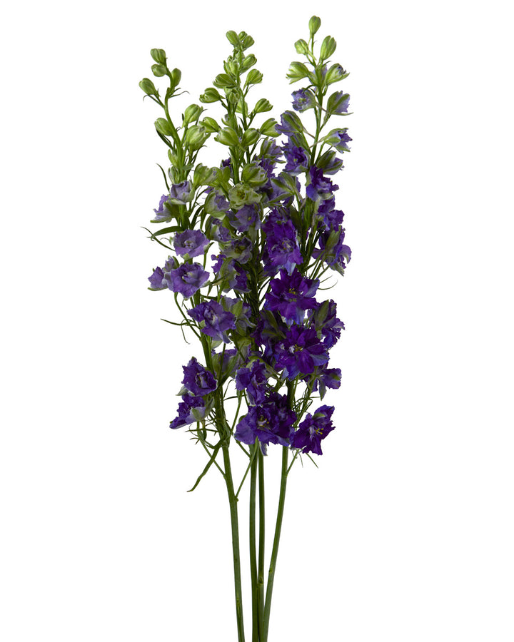 Purple Larkspur