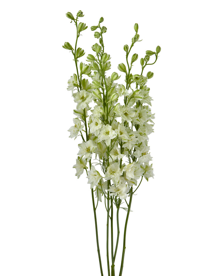 White Larkspur