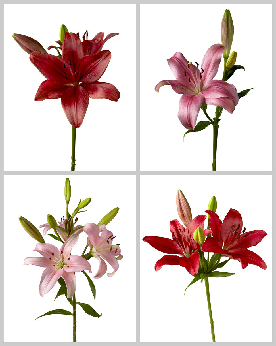 Asiatic Lily 3-5 Bloom Assorted Box Valentine Day