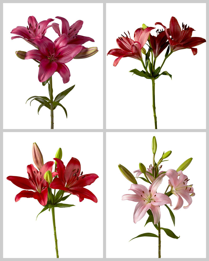 Asiatic Lily 3-5 Bloom Assorted Box Valentine's Day