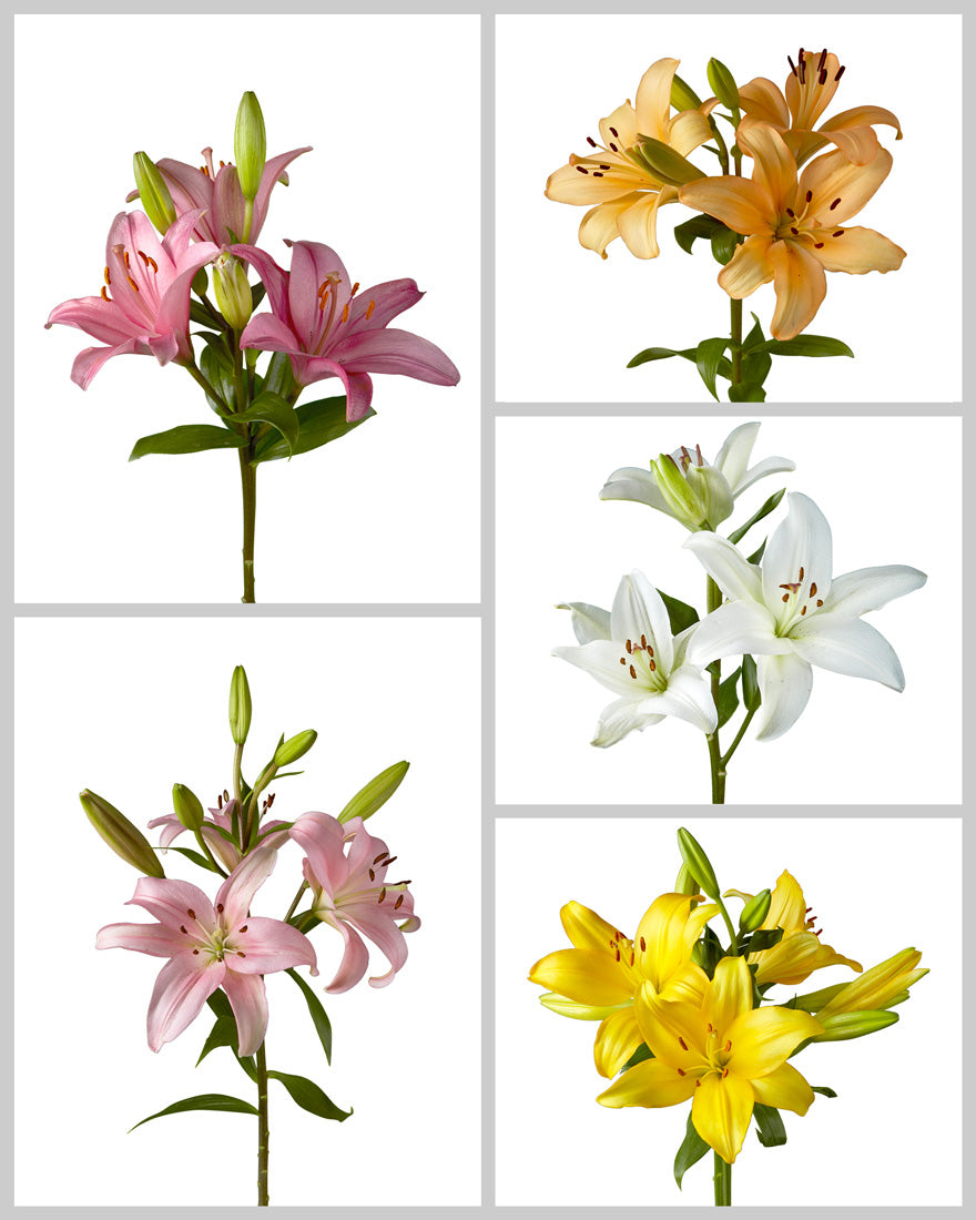 Asiatic Lily 3-5 Bloom Assorted Box #083