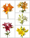 Asiatic Lily 3-5 Bloom Assorted Box #084