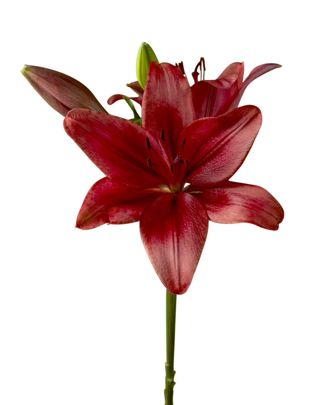 Corleone Asiatic Lily 3-5 Bloom Valentine Day