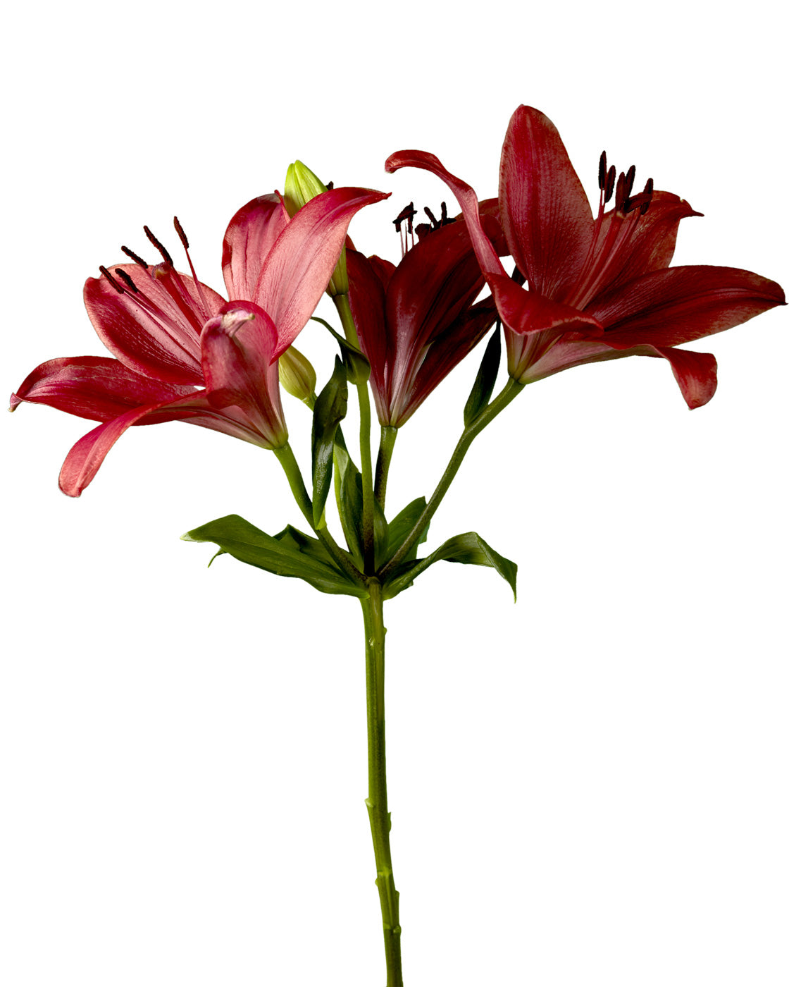 Corleone Asiatic Lily 3-5 Bloom Valentine Day