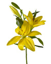 El Divo Lily 3-5 Bloom