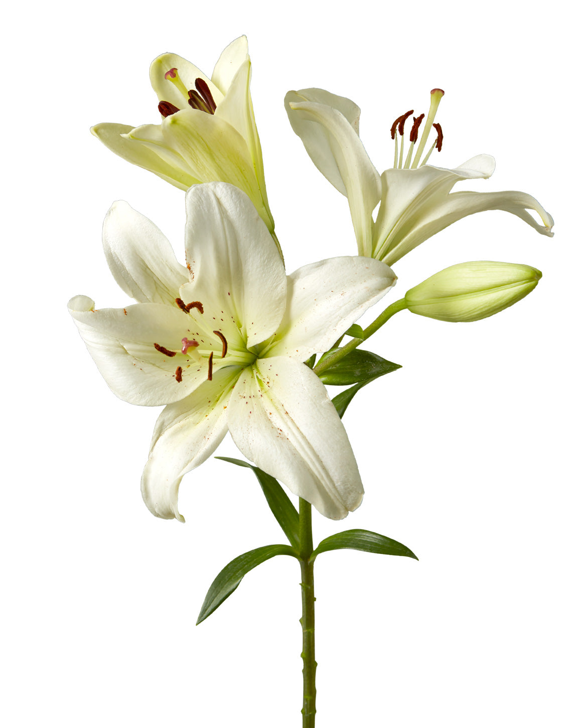 Ercolano Asiatic Lily 3-5 Bloom Valentine Day