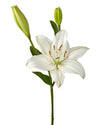 Eyeliner Lily 3-5 Bloom