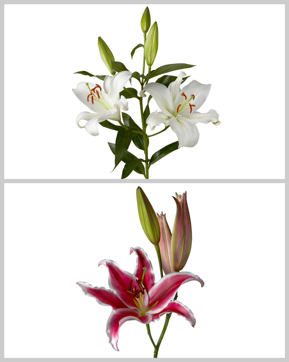 Oriental Lily 3-5 Bloom Assorted Box #070