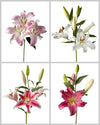 Oriental Lily 3-5 Bloom Assorted Box #071