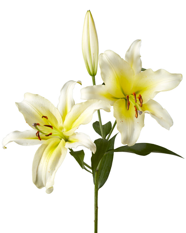 Catina Oriental Lily 3-5 Bloom - Petaljet