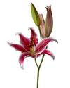 Jewel Star Oriental Lily 3-5 Bloom