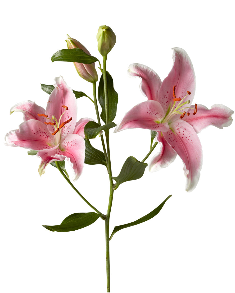 Sorbonne Oriental Lily 3-5 Bloom