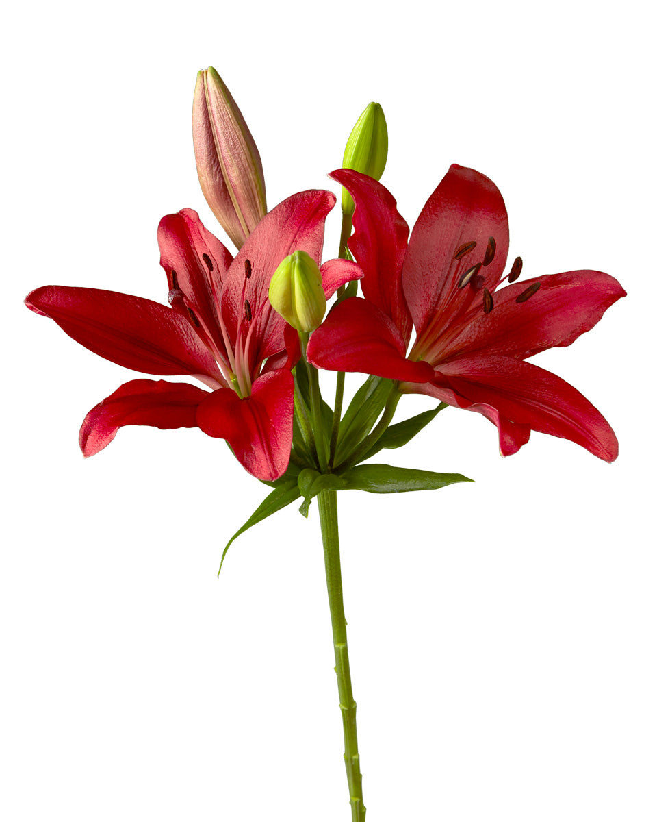 Pokerface Asiatic Lily 3-5 Bloom Valentine Day